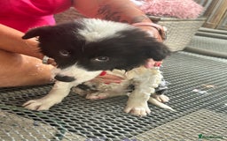 Border Collie dogs for sale: Last 2 girls left !!! International Champion line - Image 8