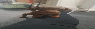 Dachshund 6