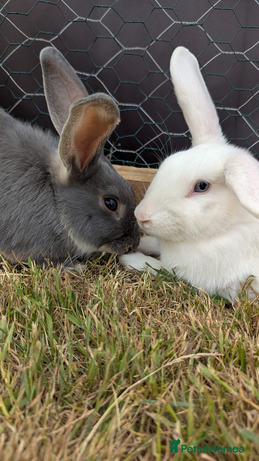 Mini Lop rabbits for sale: 9 Mixed Mini Lop Bunnies for sale - Advert 6