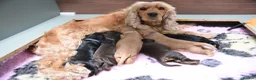 Cocker Spaniel dogs for sale: BEST LINES EASTDRAY X SIMBAWOOD STUNNING SHOW PUPS - Advert 3