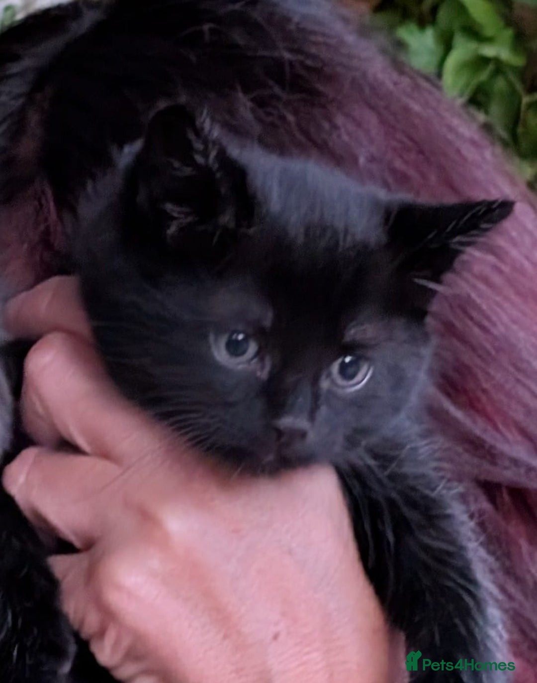 Mixed Breed cats for sale: Beautiful kittens - Image 15