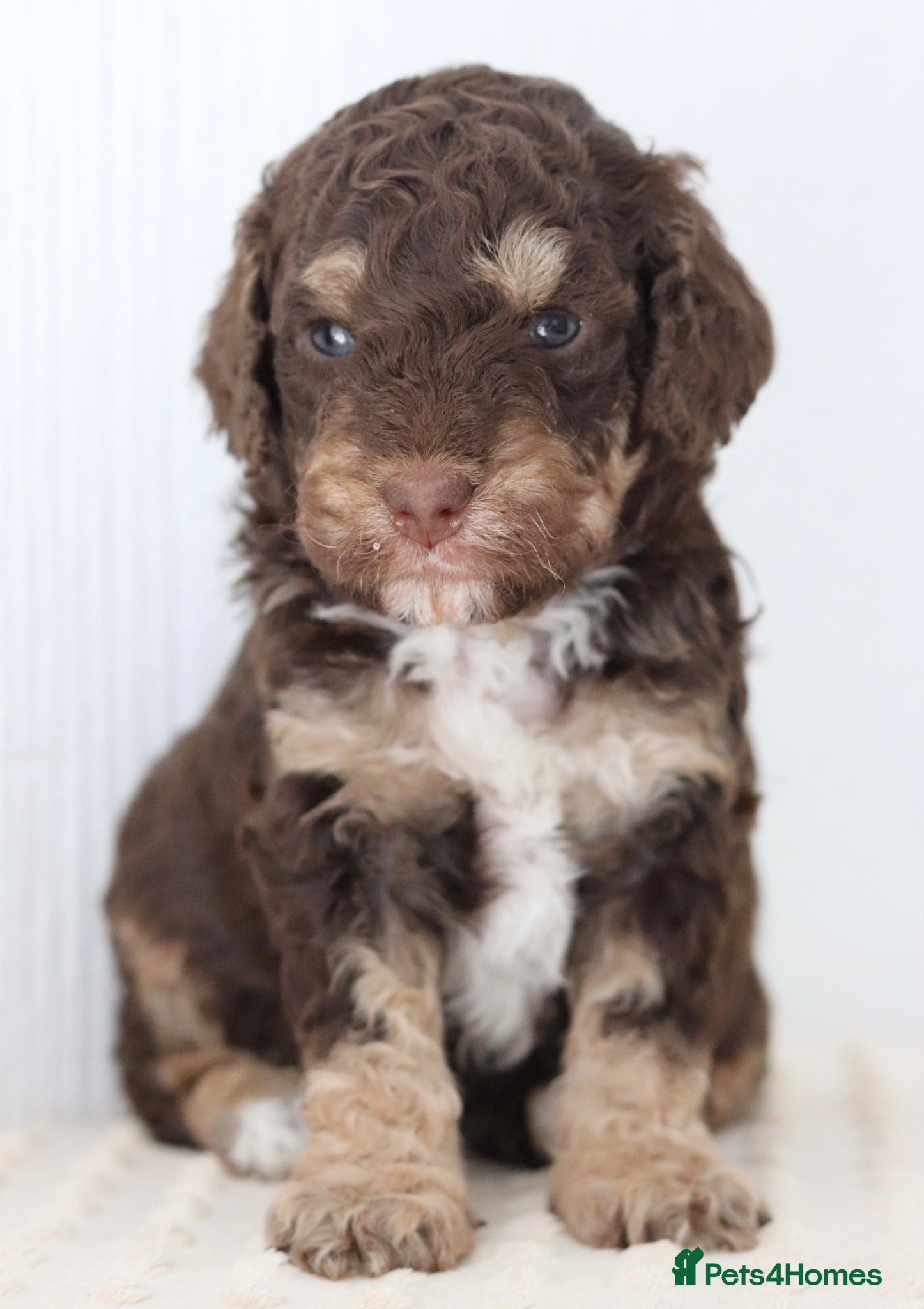 Cockapoo dogs Stunning Merle & phantom cockapoo litter - Advert 7