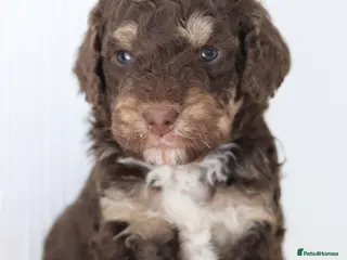 Cockapoo dogs Stunning Merle & phantom cockapoo litter - Advert 1