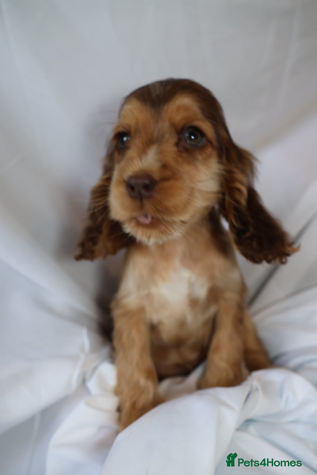 Cocker Spaniel dogs for sale: Championline Cocker Spaniel - Advert 25