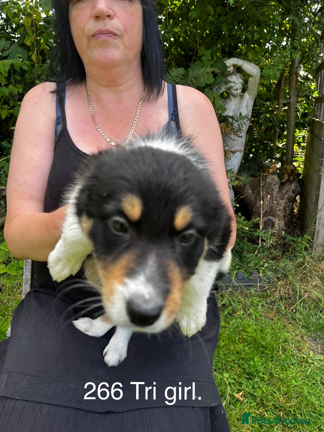 Border Collie dogs for sale: Beautiful baby borders  - Image 4