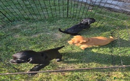 Cocker Spaniel dogs for sale: Working cocker spaniel pups - Image 3