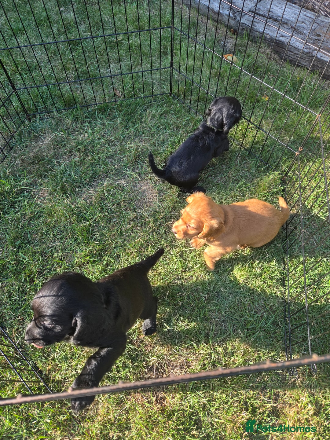 Cocker Spaniel dogs for sale: Working cocker spaniel pups - Image 3