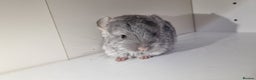 Chinchilla rodents for sale: Sapphire Velvet RPAC (Male) Chinchilla kit - Advert 4