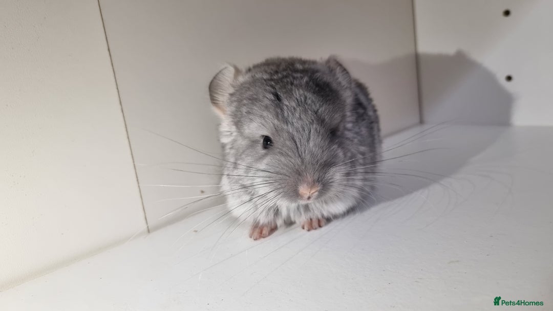 Chinchilla rodents for sale: Sapphire Velvet RPAC (Male) Chinchilla kit - Advert 4