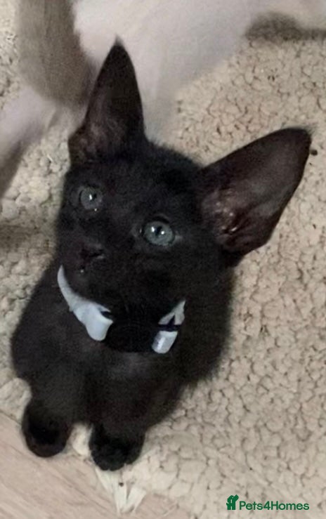 Mixed Breed cats Oriental/ Siamese  - Advert 8