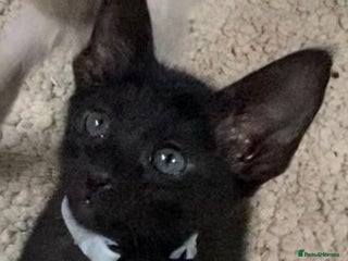 Mixed Breed cats Oriental/ Siamese - Advert 8