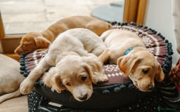 Cocker Spaniel dogs for sale: REDUCED, 2 LEFT. READY NOW! Cocker Spaniel mix - Image 23