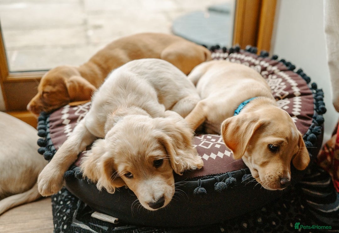 Cocker Spaniel dogs for sale: REDUCED, 2 LEFT. READY NOW! Cocker Spaniel mix - Image 23