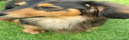 Dachshund dogs for sale: Denz 💙 Beautiful Long-Haired Dachshund in Dudley - Advert 4