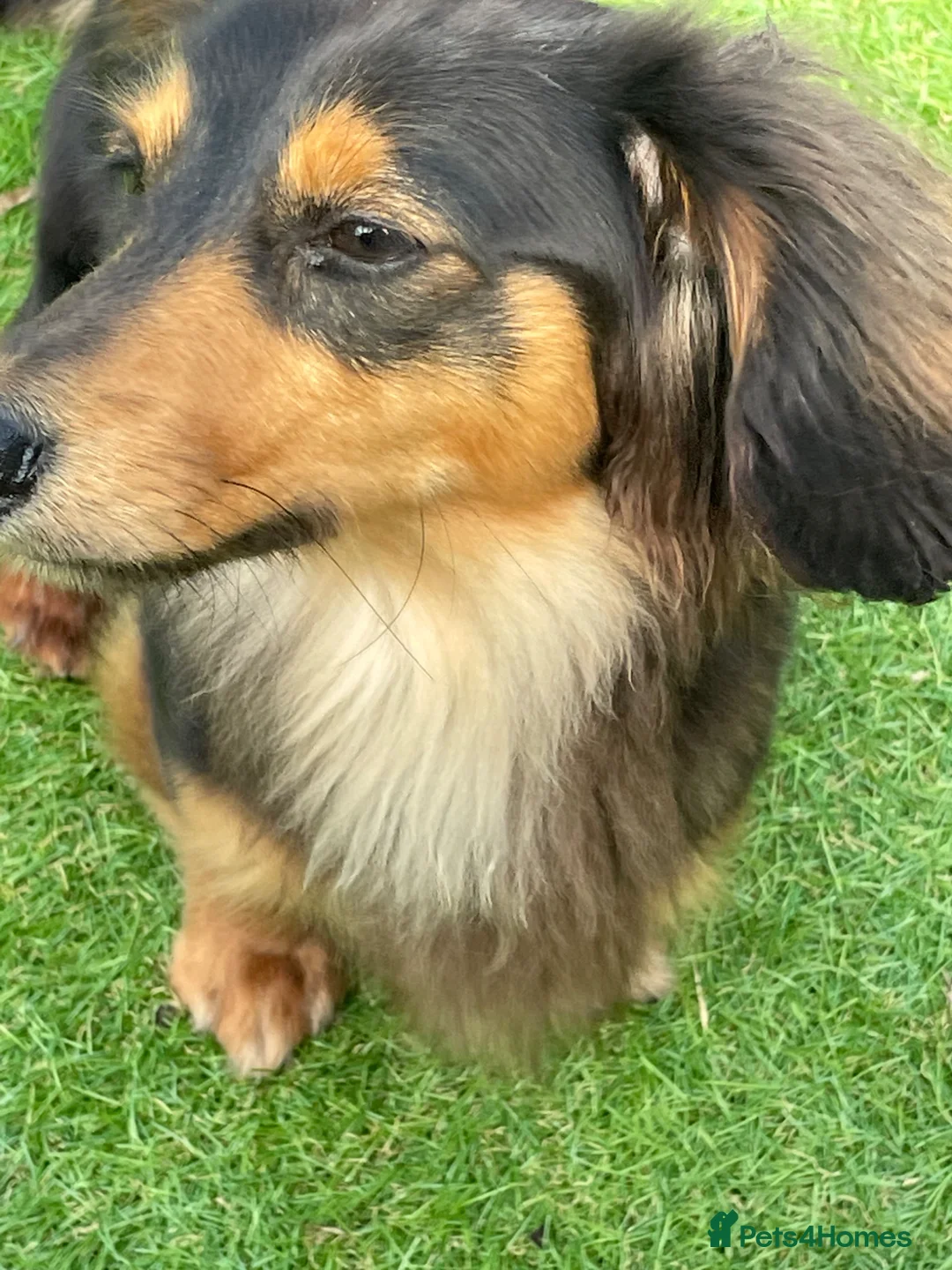 Dachshund dogs for sale: Denz 💙 Beautiful Long-Haired Dachshund in Dudley - Advert 4