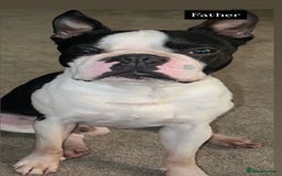 Boston Terrier dogs for sale: MAGGIES BEAUTIFUL PUPPIES  - Image 12