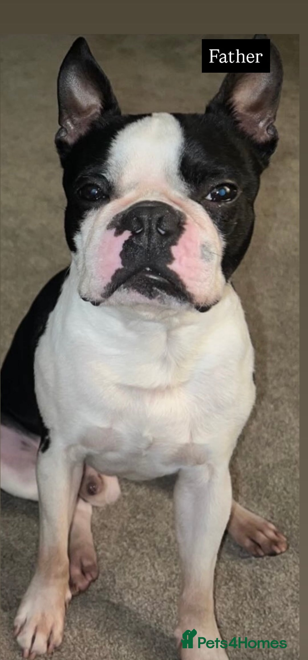 Boston Terrier dogs for sale: MAGGIES BEAUTIFUL PUPPIES  - Image 12