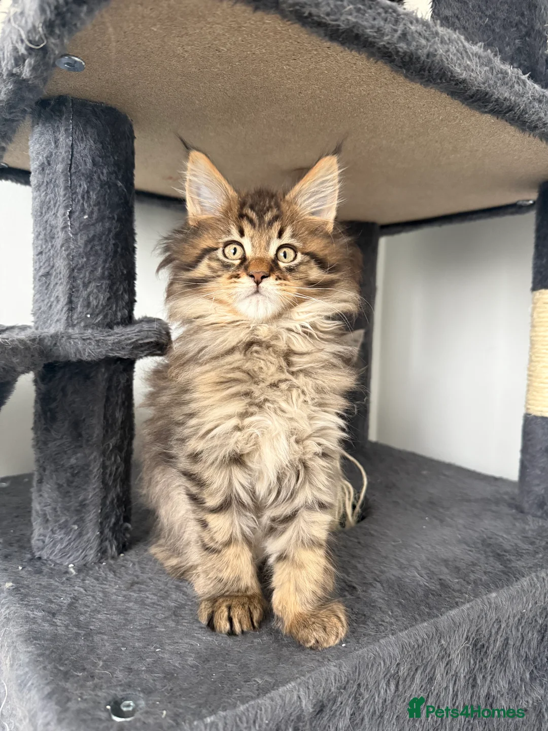 Maine Coon cats for sale: XL RUSSIAN CUBS 🇷🇺💙 - Advert 15