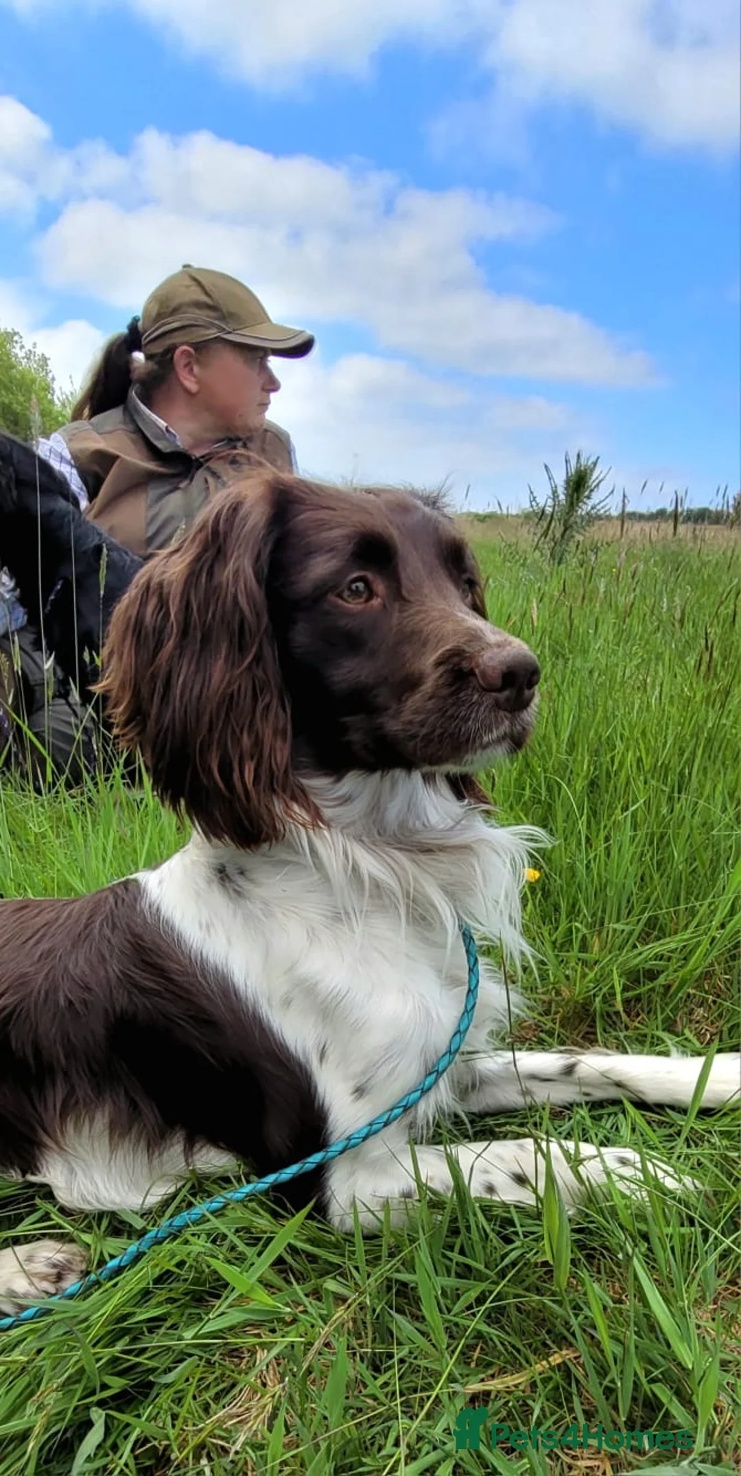 English Springer Spaniel dogs for stud: At Stud - FTW Springer Spaniel  in Warminster - Advert 8