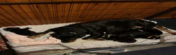 Mixed Breed dogs for sale: Rottweiler Doberman mix in Berwick-upon-Tweed - Advert 17