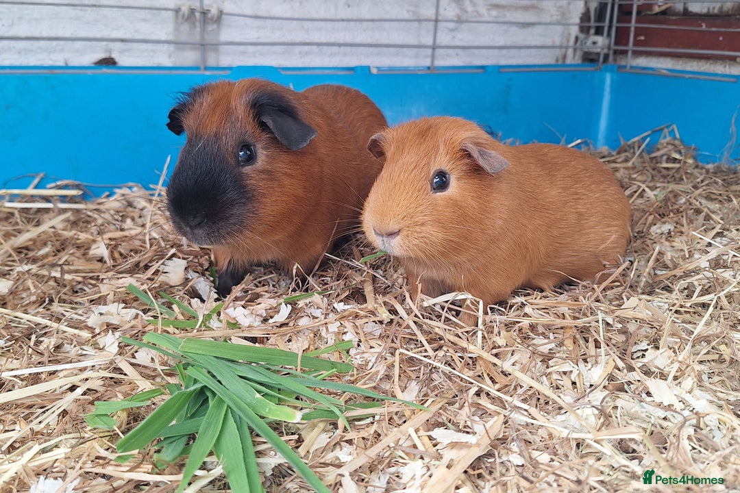 Guinea Pig rodents for sale: Rescue guinea pigs  - Image 5