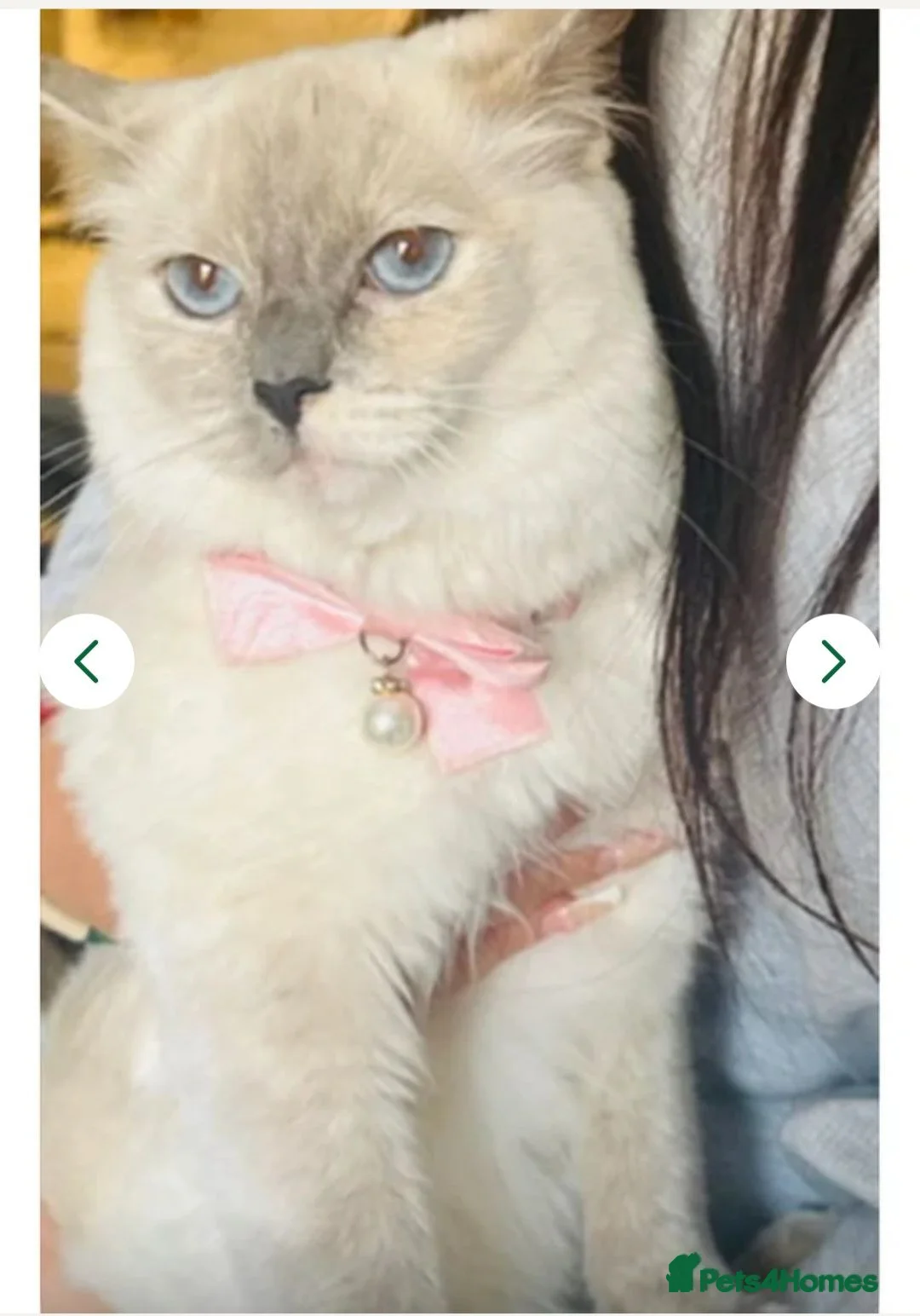 Ragdoll cats for sale: Beautiful ragdoll kittens  in Crawley - Advert 1