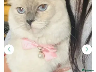 Ragdoll cats Beautiful ragdoll kittens - Advert 3