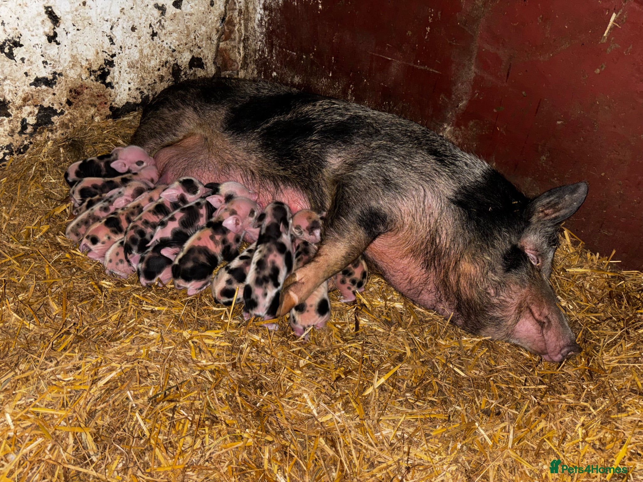Pig livestock for sale: Mini piglets available  - Advert 4