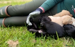 Cockerdor dogs for sale: Gorgeous cockador Puppies - Image 15