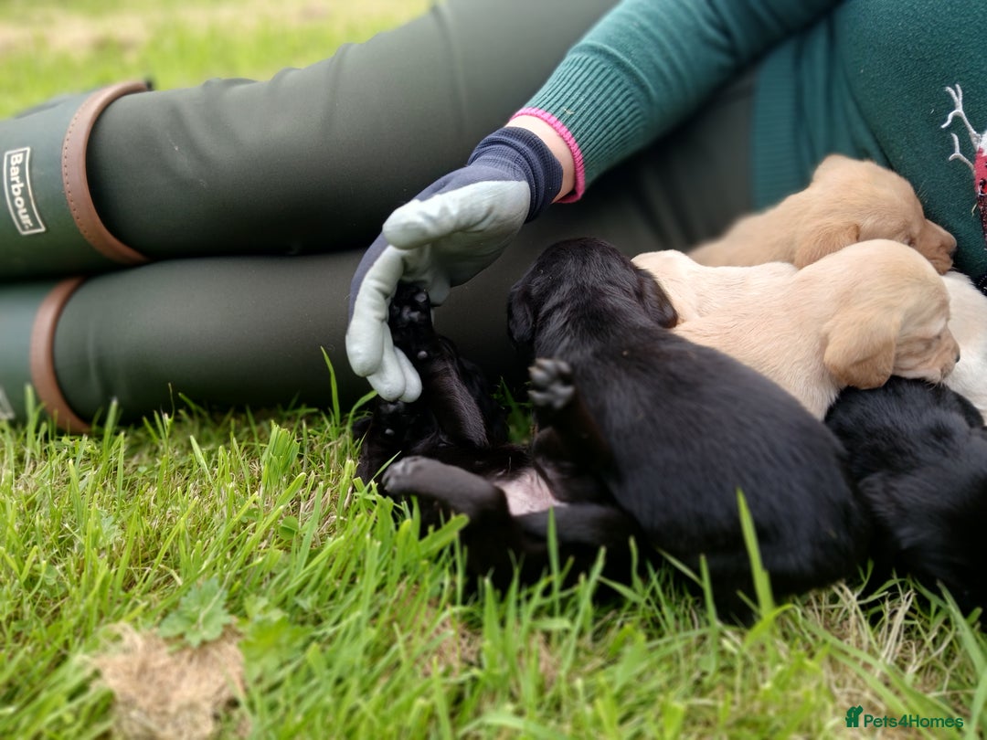 Cockerdor dogs for sale: Gorgeous cockador Puppies - Image 15