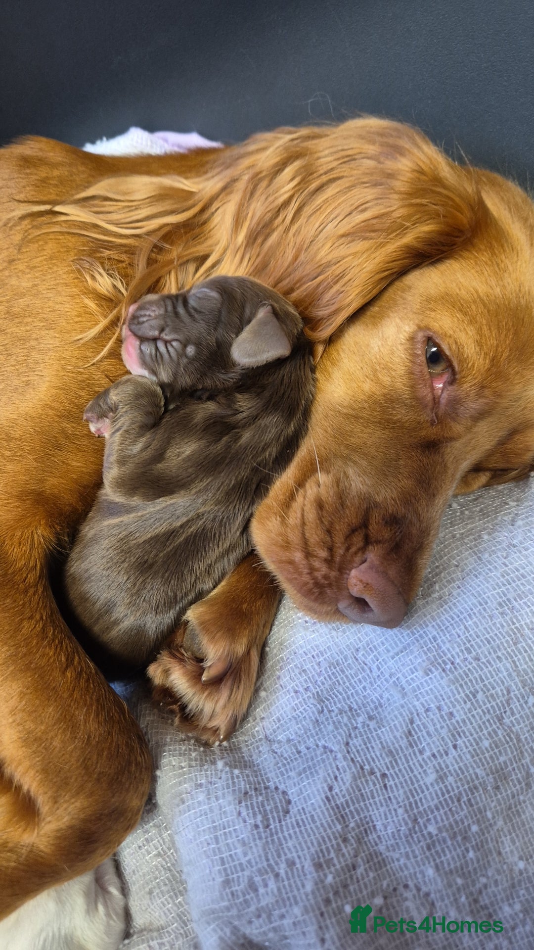 Cocker Spaniel dogs for sale: Stunning cocker spaniel pups - Advert 15