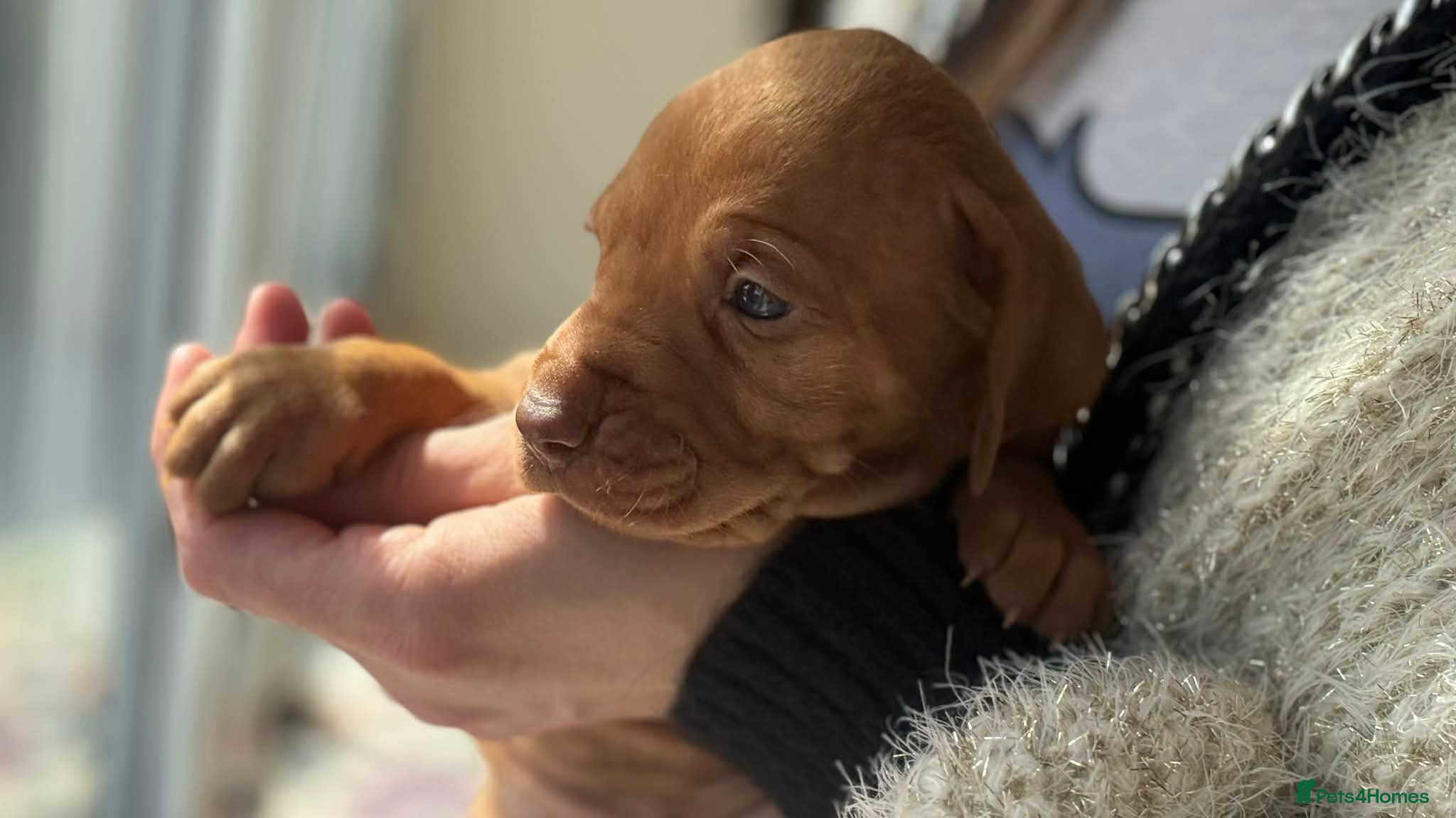 Hungarian Vizsla dogs 🐶 Last female left! Hungerian Viszla 🐶😍  - Advert 18
