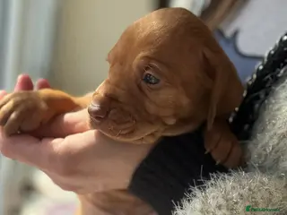 Hungarian Vizsla dogs 🐶 Last female left! Hungerian Viszla 🐶😍 - Advert 18