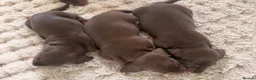 Miniature Dachshund dogs for sale: Miniature Dachshunds  - Advert 9