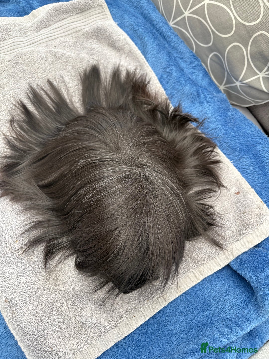 Guinea Pig rodents for sale: Peruvian guinea pig boar ( male ) - Image 4