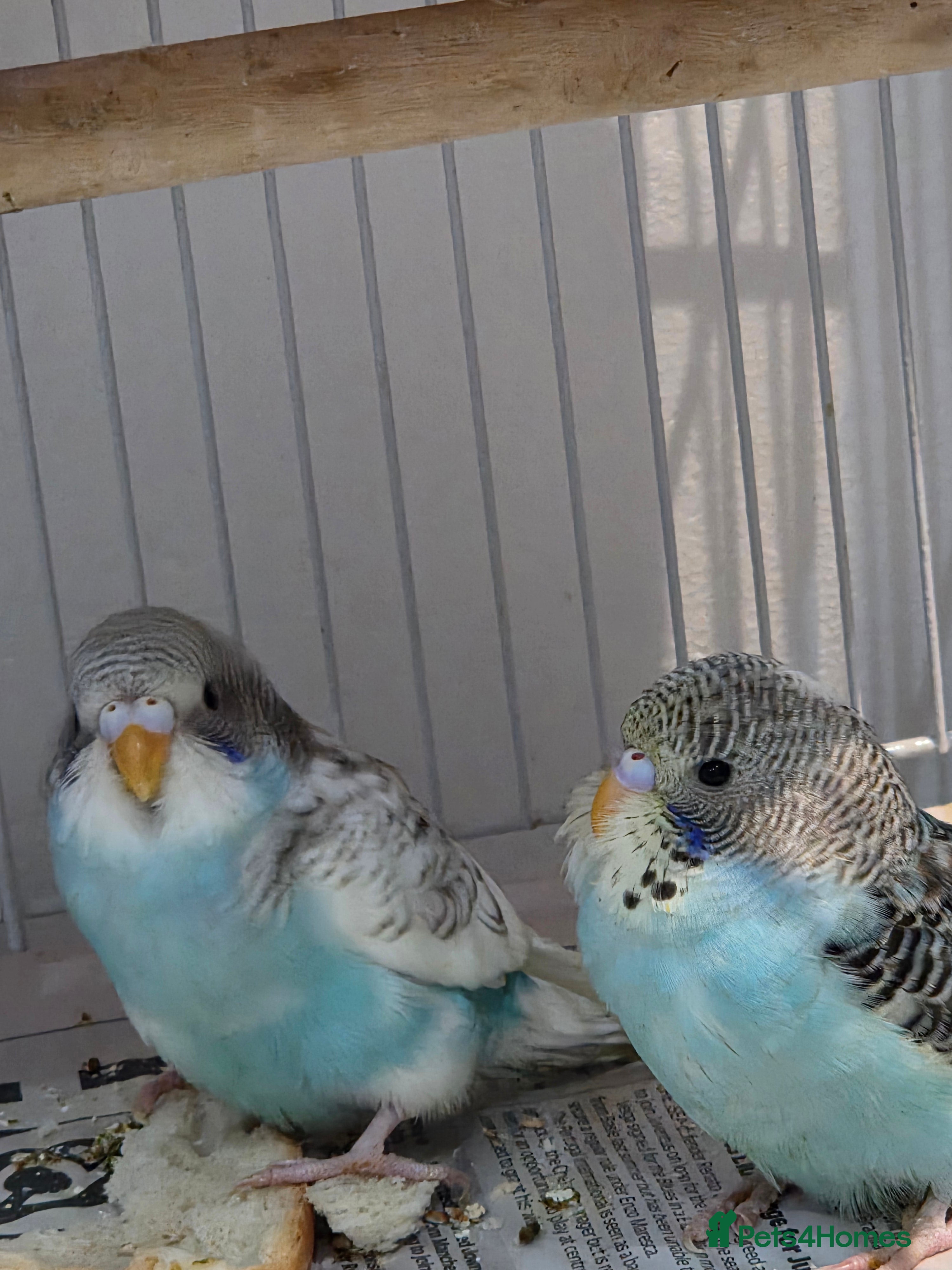 Budgerigars birds Bidgies in Dagenham - Advert 2