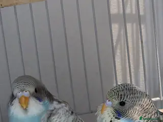 Budgerigars birds Bidgies in Dagenham - Advert 1