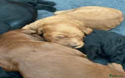 Irish Doodle dogs for sale: Irish doodle - Image 17