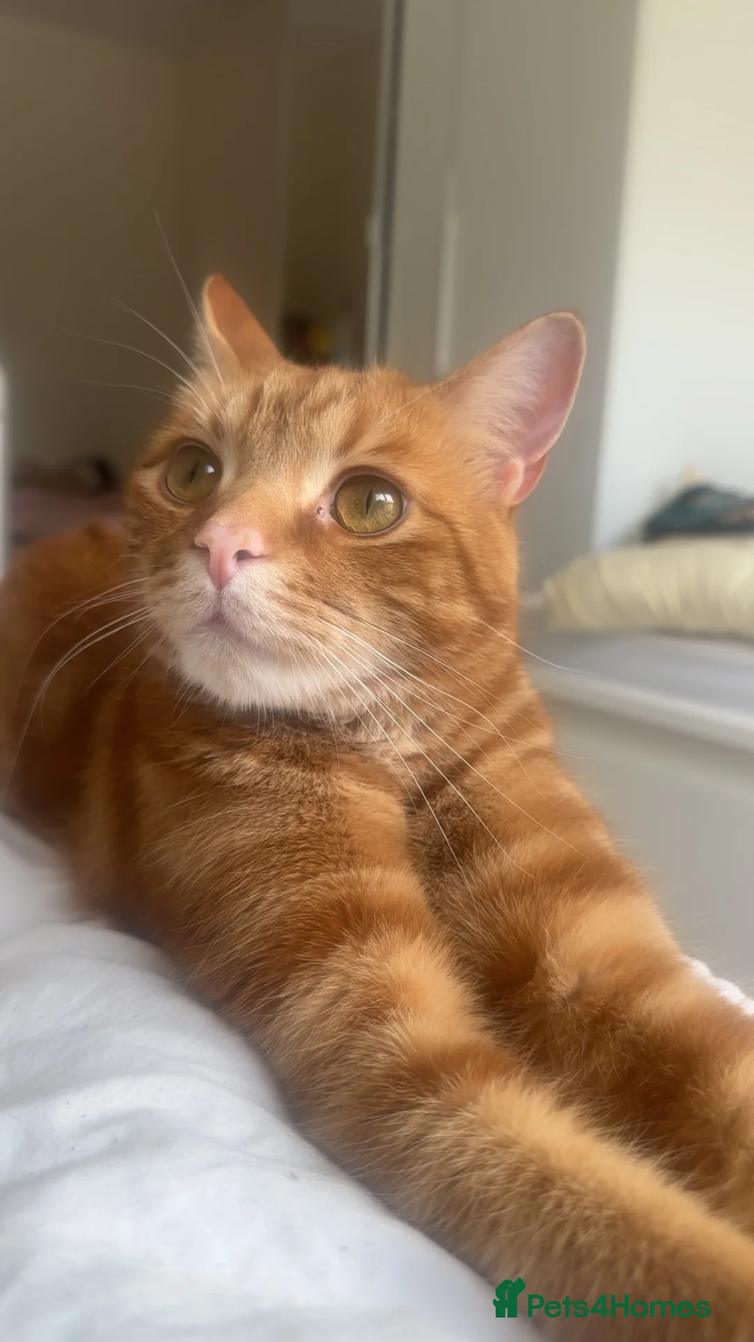 Domestic Shorthair cats for sale: Beautiful 2 Year old Ginger cat - Advert 1