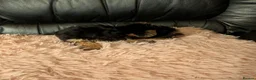 Chihuahua dogs for sale: Three small Yorkshire terriers for sale - Advert 26