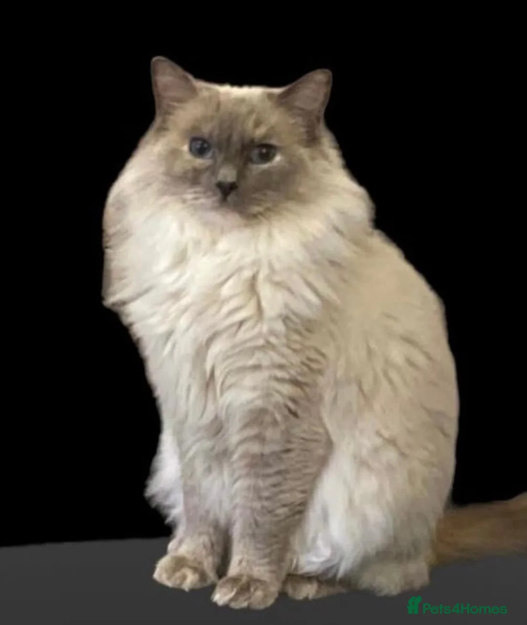 Ragdoll cats for sale: GCCF Active Ragdoll Queen - Advert 2