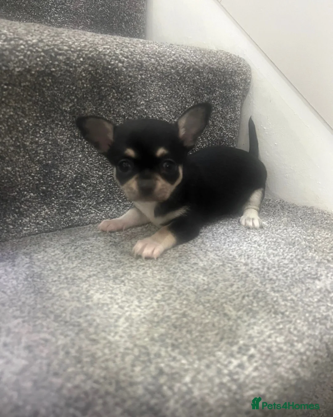 Chihuahua dogs for sale: KC tan girl puppy in South Shields - Advert 2