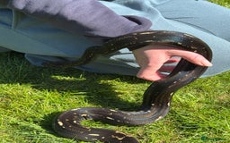 Boa Snake reptiles for sale: Boa img arab  - Image 4