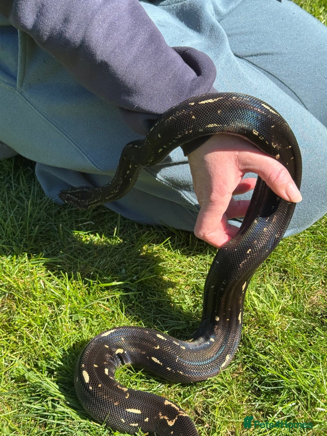 Boa Snake reptiles for sale: Boa img arab  - Image 4