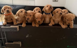 Labrador Retriever dogs for sale: Beautiful fox red Labrador puppies - Image 1