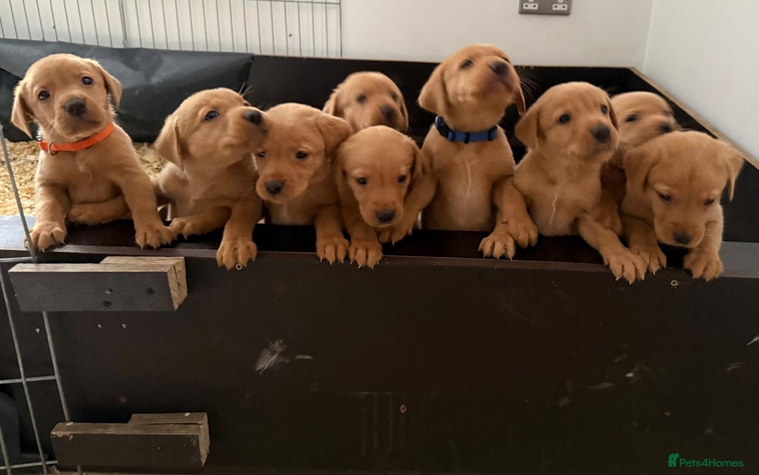 Labrador Retriever dogs for sale: Beautiful fox red Labrador puppies - Image 1