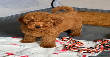 Cavapoo dogs - Advert 5