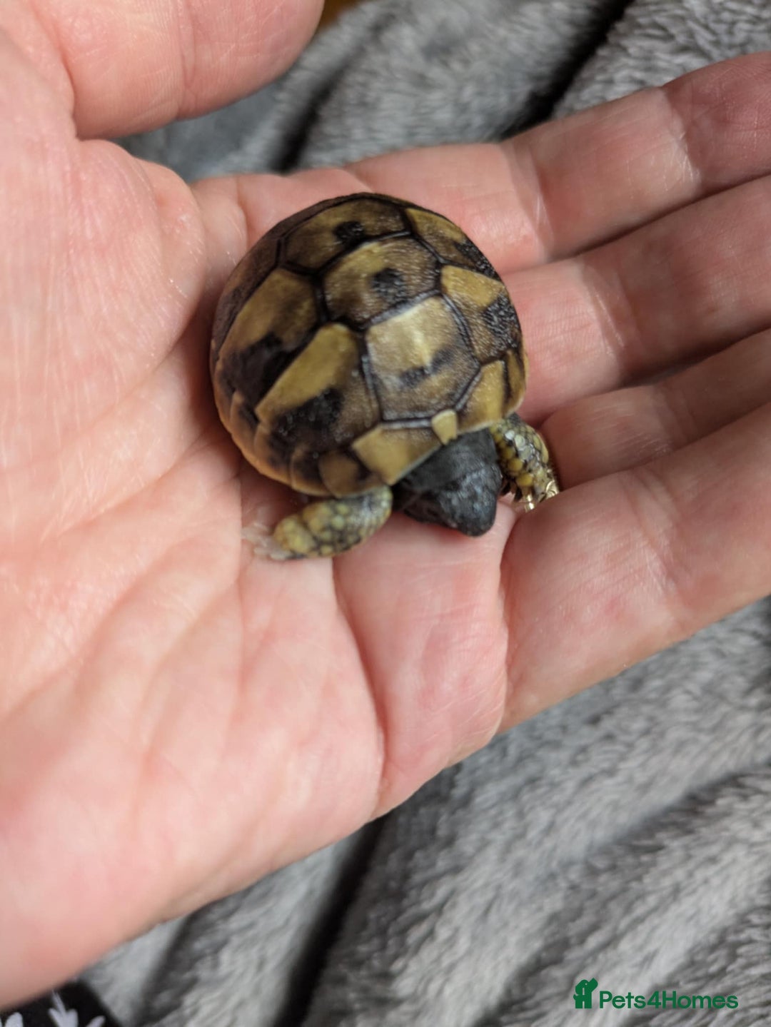 Hermann Tortoise reptiles for sale: Hatchling Hermann tortoises for sale - Advert 4