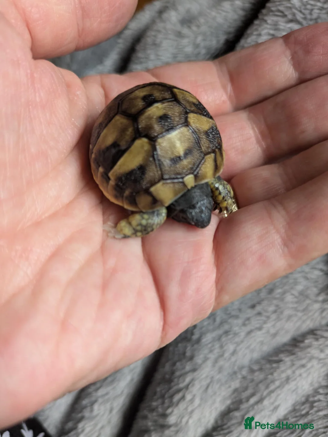 Hermann Tortoise reptiles for sale: Hatchling Hermann tortoises for sale - Advert 4