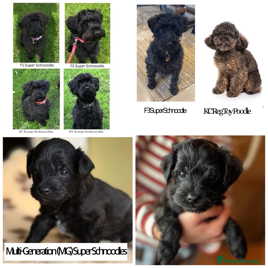 Schnoodle dogs for sale: Exceptional Miniature Schnoodle Puppies - Advert 1